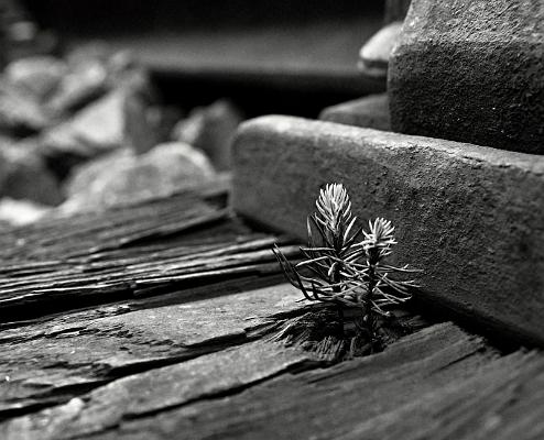 2017-07-09-055554bw